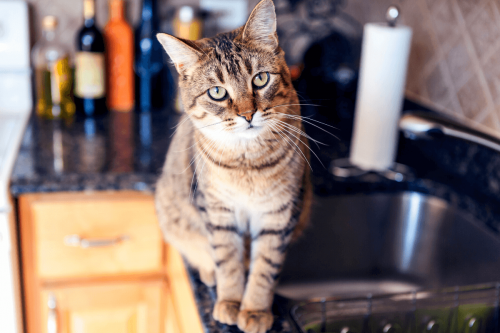 Cat on kitchen counter