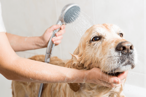 Dog getting bath in pet washing station